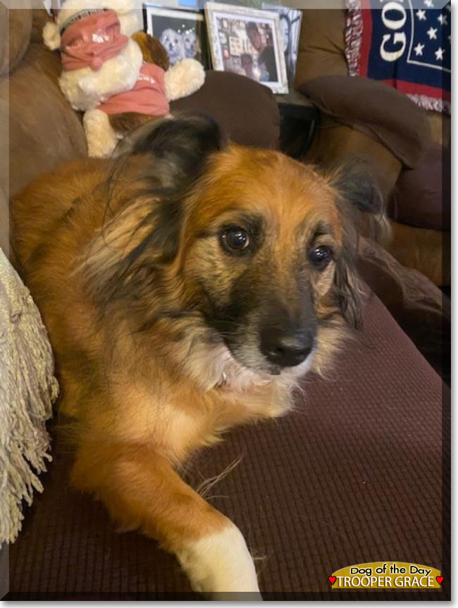 Trooper Grace the Shetland Sheepdog mix, the Dog of the Day