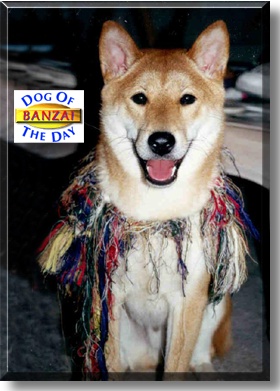 Banzai, the Dog of the Day