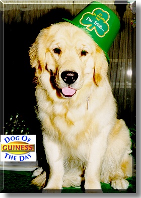 Guiness, the Dog of the Day