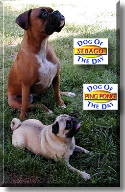 PingPong Pocomoonshine and Sebago Barbados, the Dogs of the Day