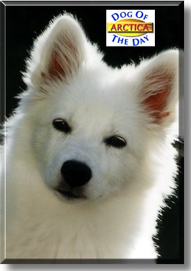 Arctica, the Dog of the Day