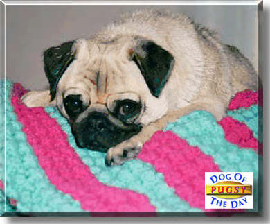 Pugsy, the Dog of the Day