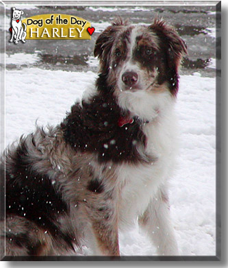 Harley, the Dog of the Day