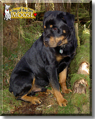 Moose, the Dog of the Day