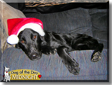 Midnight, the Dog of the Day