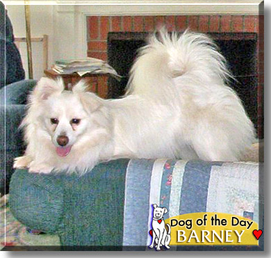 Barney, the Dog of the Day