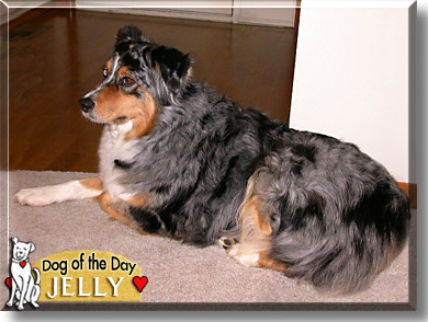 Jelly, the Dog of the Day