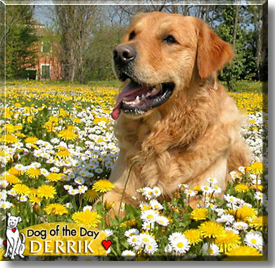 Derrik, the Dog of the Day