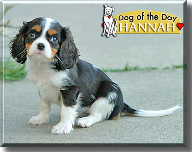 Hannah, the Dog of the Day