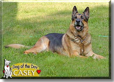 Casey, the Dog of the Day