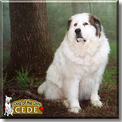 Cede, the Dog of the Day
