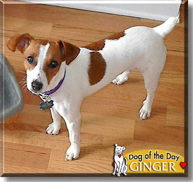 Ginger, the Dog of the Day