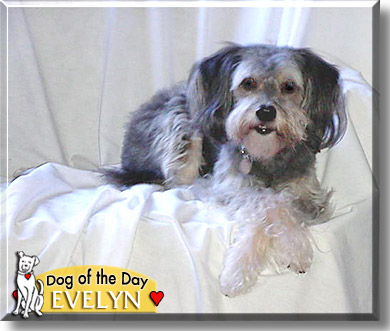 Evelyn, the Dog of the Day