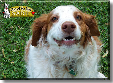 Sadie, the Dog of the Day