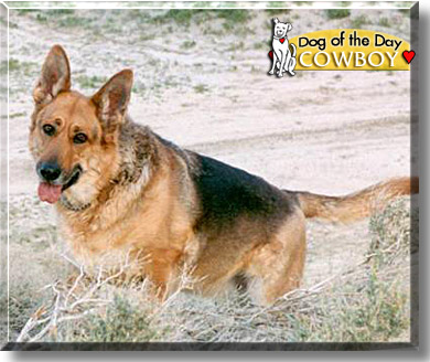 Cowboy, the Dog of the Day