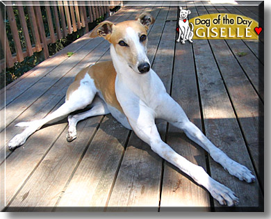 Giselle, the Dog of the Day
