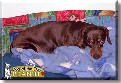Peanut, the Dog of the Day