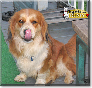 Dusty, the Dog of the Day