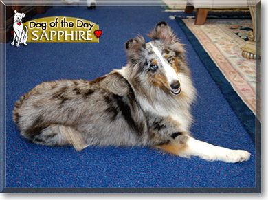 Sapphire, the Dog of the Day