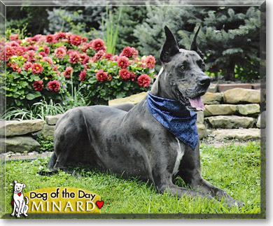 Minard, the Dog of the Day