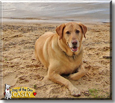 Casey, the Dog of the Day