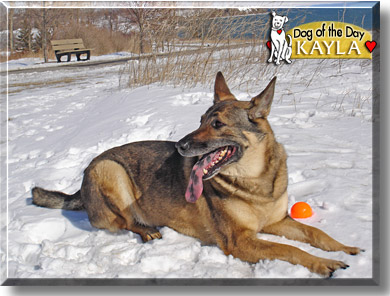 Kayla, the Dog of the Day