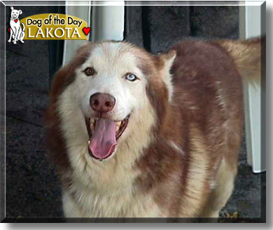 Lakota, the Dog of the Day