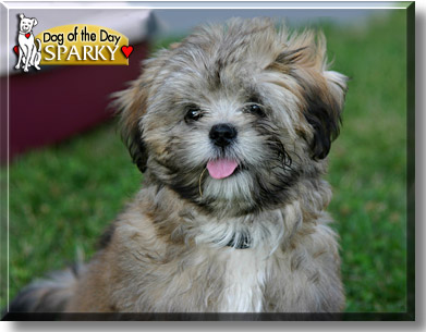 Sparky, the Dog of the Day