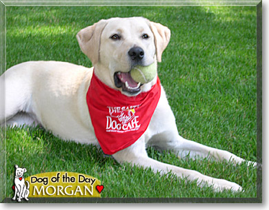 Morgan, the Dog of the Day