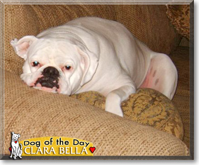 Clara Bella, the Dog of the Day