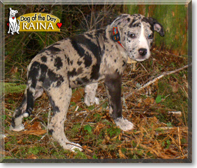 Raina, the Dog of the Day