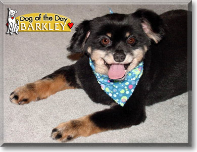 Barkley, the Dog of the Day