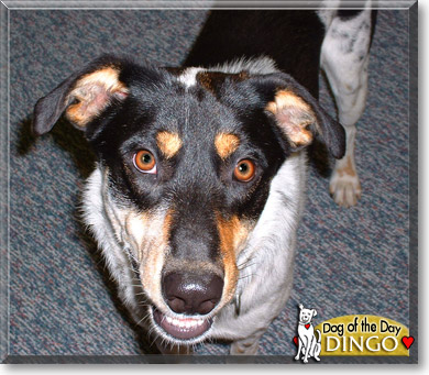 Dingo, the Dog of the Day
