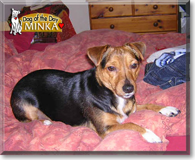 Minka, the Dog of the Day