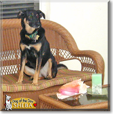 Sheba, the Dog of the Day