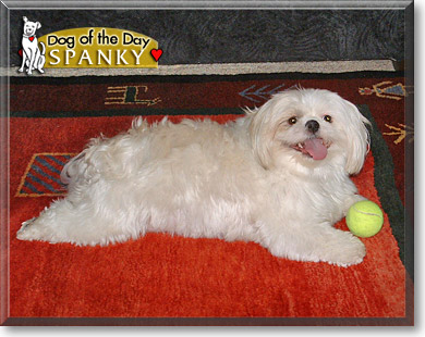Spanky, the Dog of the Day