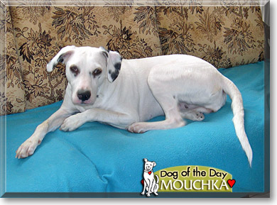 Mouchka, the Dog of the Day