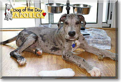 Apollo, the Dog of the Day