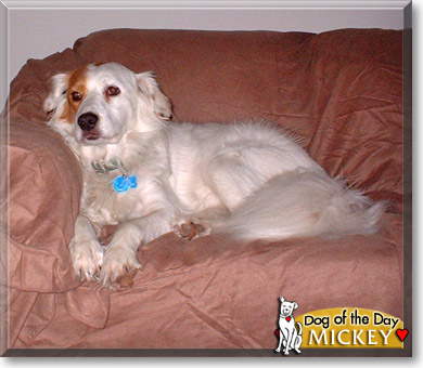Mickey, the Dog of the Day