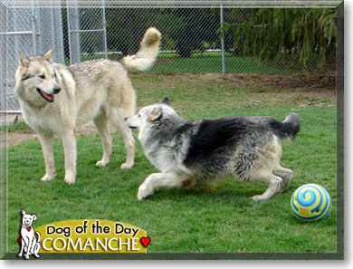 Comanche, the Dog of the Day