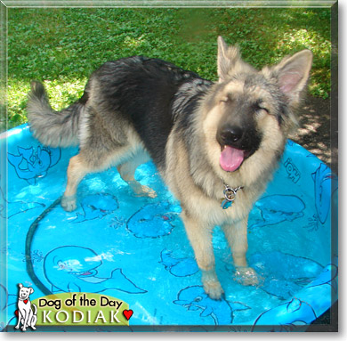 Kodiak, the Dog of the Day