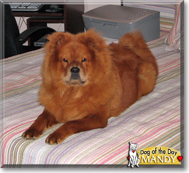 Mandy, the Dog of the Day