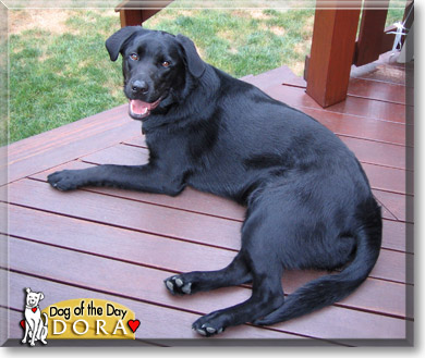 Dora, the Dog of the Day