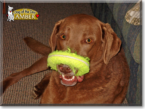 Amber, the Dog of the Day