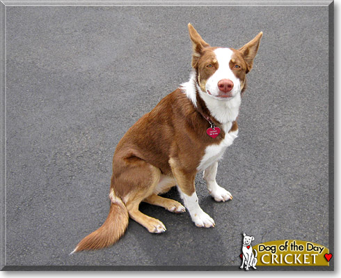 Cricket, the Dog of the Day