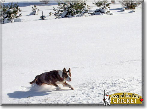 Cricket, the Dog of the Day