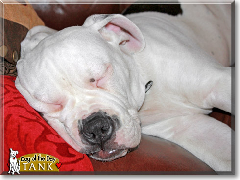 Tank, the Dog of the Day