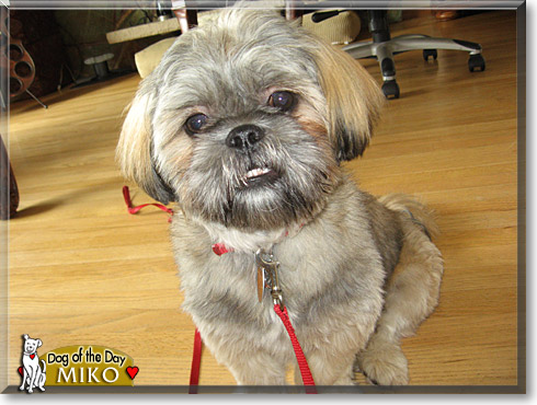 Miko, the Dog of the Day