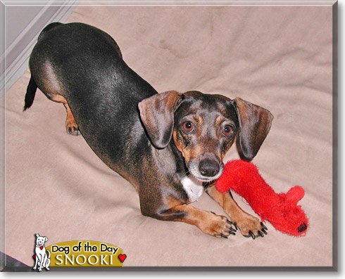 Snooki, the Dog of the Day