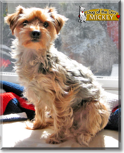Mickey, the Dog of the Day